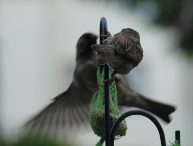 Auftanken im Flug