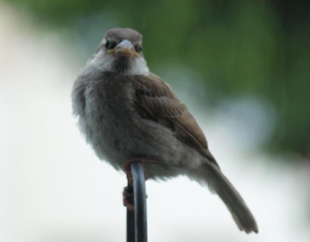 Wetterhähnchen 03 Mini-Adler