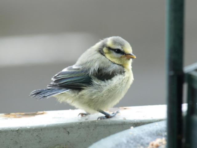 Puschelvogel kokett