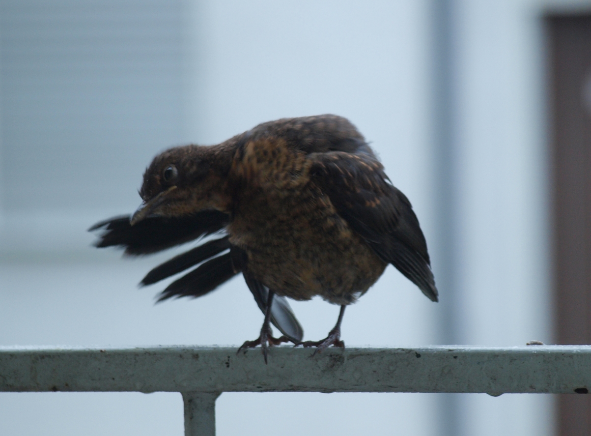 Putzvogel 01