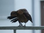 Putzvogel 01
