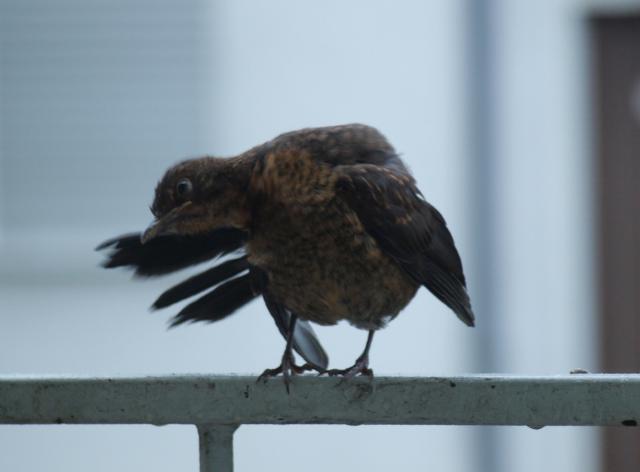 Putzvogel 01