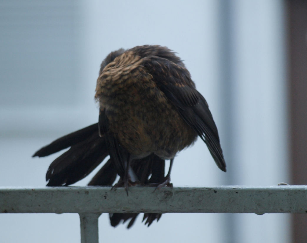Putzvogel 02