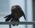 Putzvogel 02