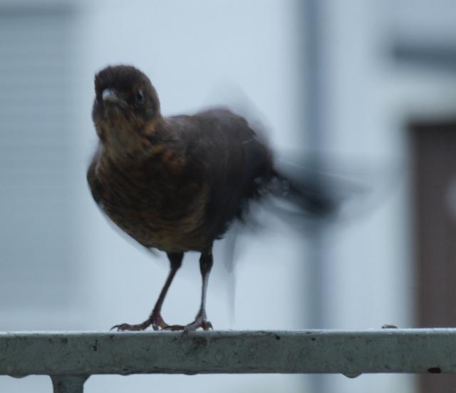 Putzvogel 04
