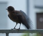 Putzvogel 05