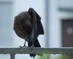 Putzvogel 06