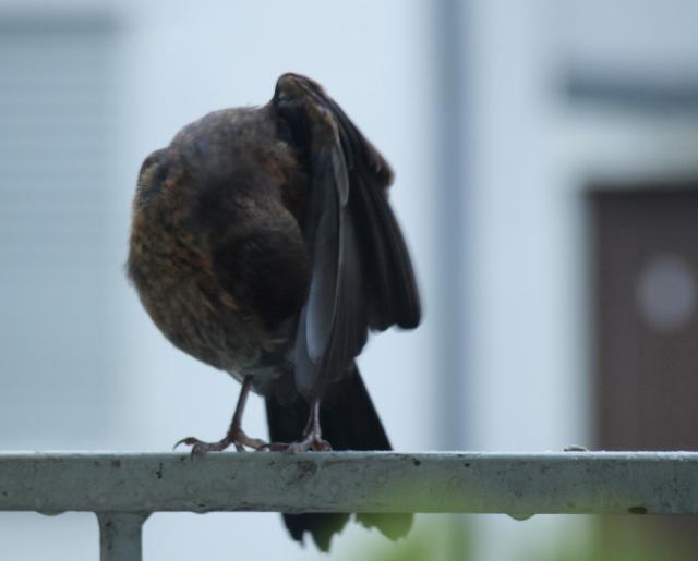 Putzvogel 06