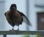 Putzvogel 07