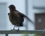 Putzvogel 08