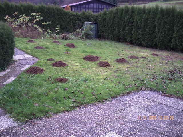 maulwurf