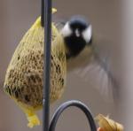 Fiffi Anflug 01