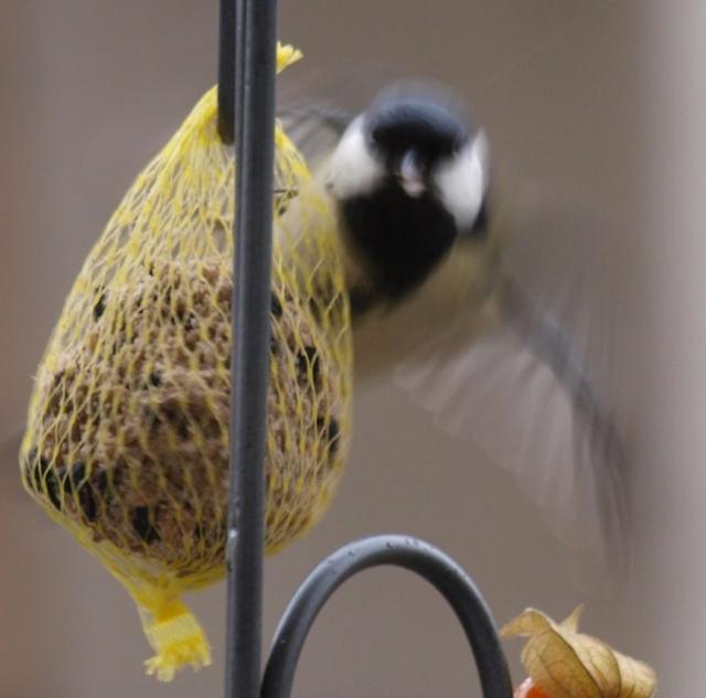 Fiffi Anflug 01