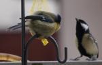 Puschel und Fiffi Pinguin