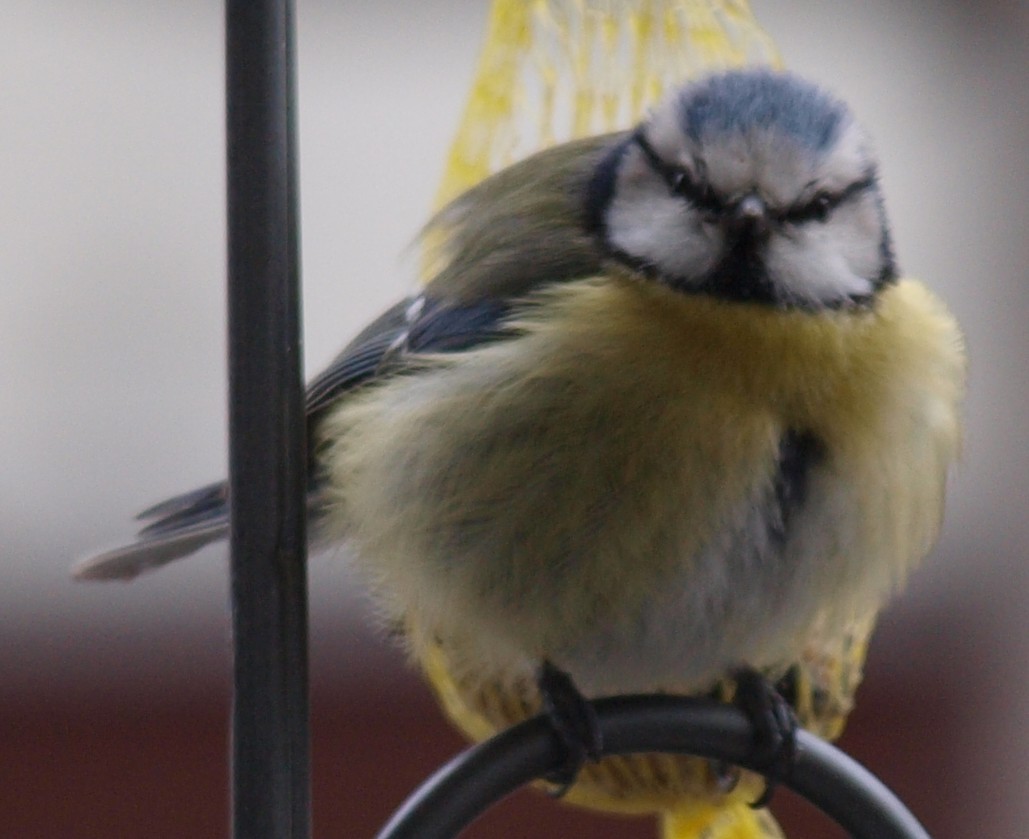 Puschelvogel auf Bogen fluffig frontal