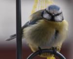 Puschelvogel auf Bogen fluffig frontal