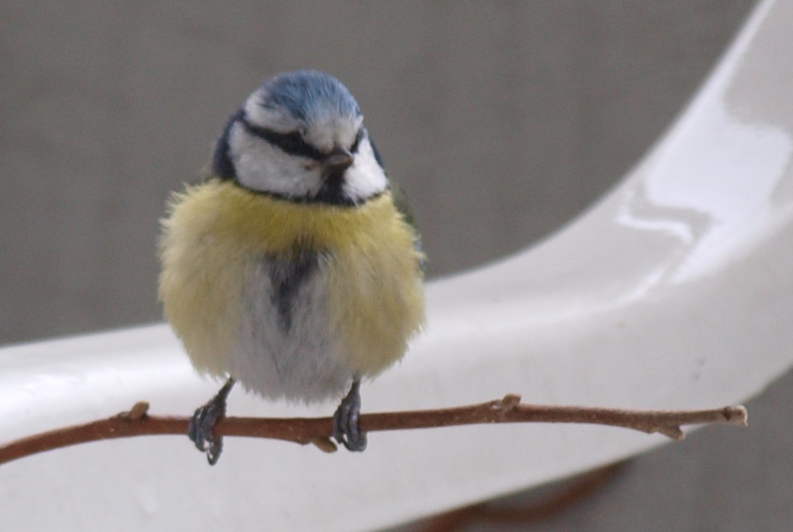 Puschelvogel auf Zweig frontal 1