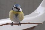 Puschelvogel auf Zweig frontal 1