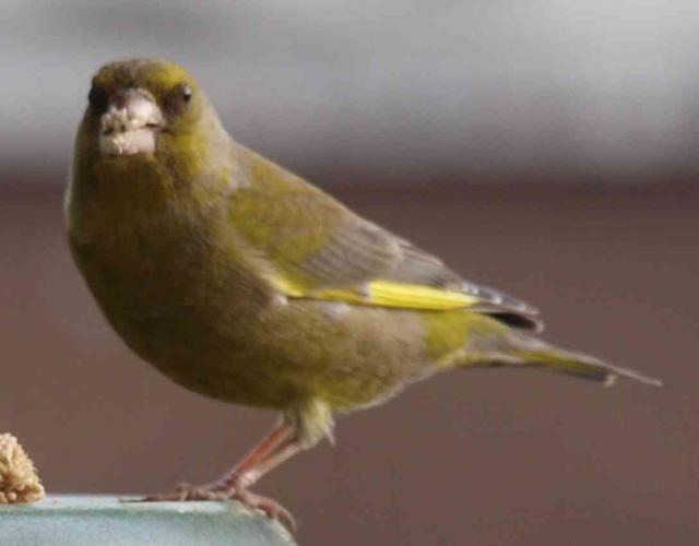 Bibo beim Futtern erwischt