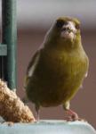 Bibo beim Futtern frontal