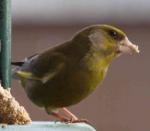 Bibo beim Futtern seitlich