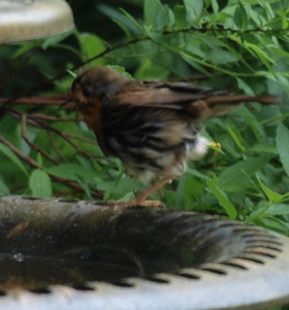 Celler Vogeltränke vorher