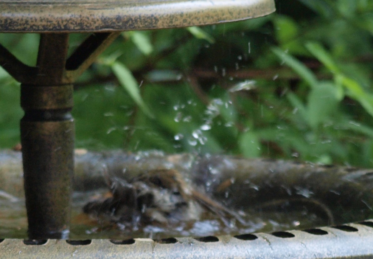 Celler Vogeltränke während 1