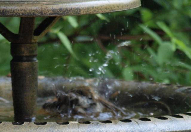 Celler Vogeltränke während 1