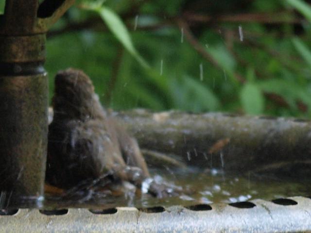 Celler Vogeltränke während 2