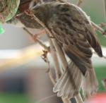 Futterdrang 04 Gummivogel