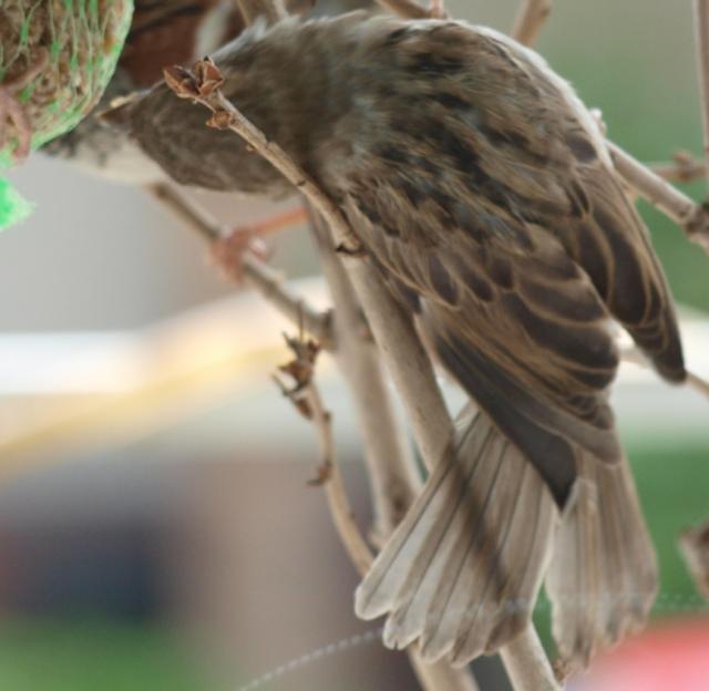 Futterdrang 04 Gummivogel