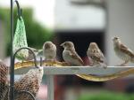 Bande 02 am Buffet anstehen