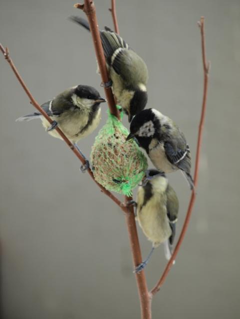 Futterdrang 06 brüderlich geteilt