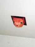 ceilingcat3